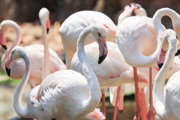 Naklejka premium Beautiful white and pink flamingos are enjoying their flocks.
