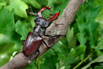 stag beetle on a branch in an oak forest after rain