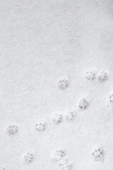 winter background: fresh clean even snow, large snowflakes, cat footprints