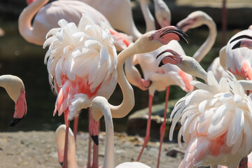Naklejka premium Beautiful white and pink flamingos are enjoying their flocks.
