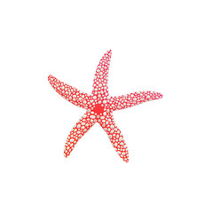Cartoon icon or symbol of pink sea starfish, flat vector illustration isolated.