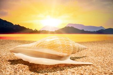 Fototapeta na wymiar Sunset Seashell on the beach