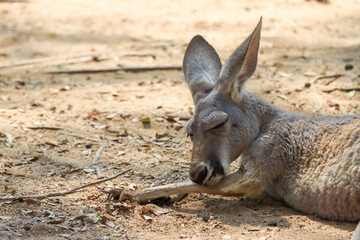 The lazy kangaroo is sleeping in the most comfortable position.