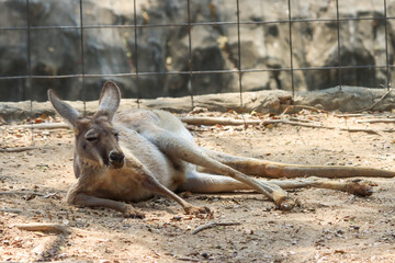 The lazy kangaroo is sleeping in the most comfortable position.