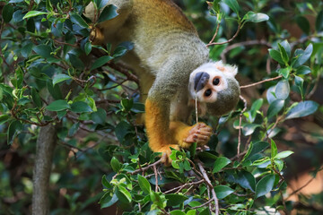 Beautiful cute animal. Look at Squirrel monkey in ecuadorian jungle in amazon