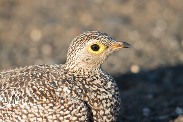 Obraz premium Kruger National Park: Double banded sandgrouse female