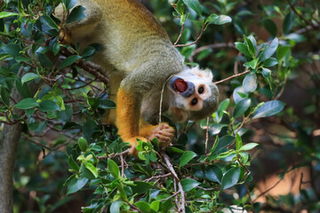 Fototapeta premium Beautiful cute animal. Look at Squirrel monkey in ecuadorian jungle in amazon