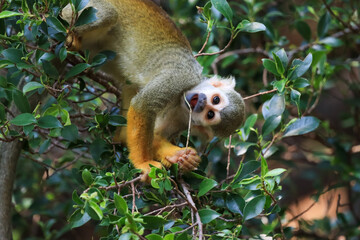 Beautiful cute animal. Look at Squirrel monkey in ecuadorian jungle in amazon