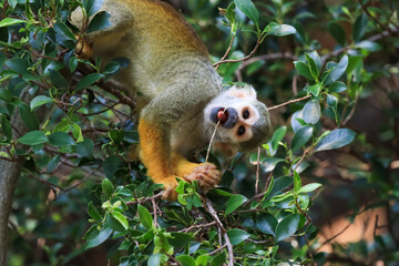 Beautiful cute animal. Look at Squirrel monkey in ecuadorian jungle in amazon