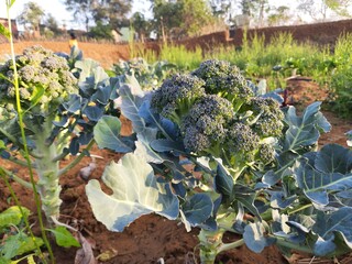 Texture of broccoli  close-up.  Broccoli (Brassica oleracea var italica) is an edible green plant...