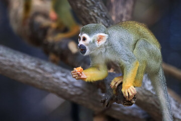 Beautiful cute animal. Look at Squirrel monkey in ecuadorian jungle in amazon