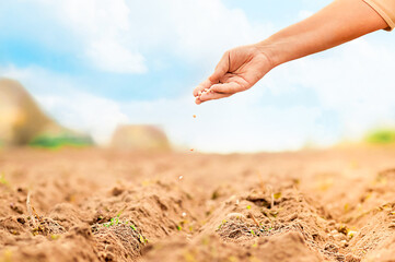 Planting Seeds, Growing Vegetables from Seed. Gardening for Beginners. Farmers Hand Planting Seeds In Soil In Rows