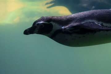 Penguins swim under water and sunbathe