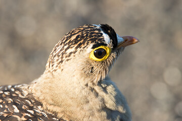 Kruger National Park: Burchell's Sandgrouse