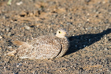 Kruger National Park: Double banded sandgrouse female