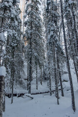 Nature Reserve of Russia, Arkhangelsk region Golubino.
