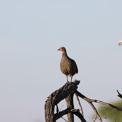 Kruger National Park: Swainson's Spurfowl