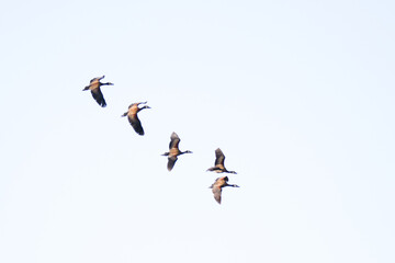 Kruger National Park:  White-faced duck flying