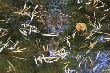 The crocodile emerged from the water with horrible eyes and had beautiful skin markings on its body.