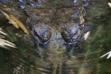 The crocodile emerged from the water with horrible eyes and had beautiful skin markings on its body.