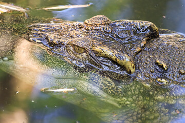 The crocodile emerged from the water with horrible eyes and had beautiful skin markings on its body.