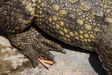 Fototapeta premium The crocodile emerged from the water with horrible eyes and had beautiful skin markings on its body.