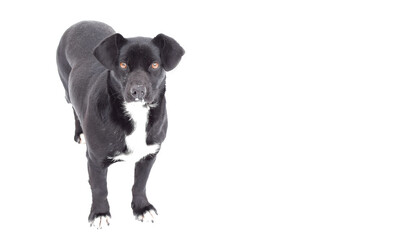 Black mongrel dog with a white breast and brown eyes on a white background. There is snow on the dog's fur, the muzzle is smeared with snow. Copy space.