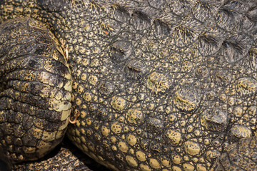 Fototapeta premium The crocodile emerged from the water with horrible eyes and had beautiful skin markings on its body.