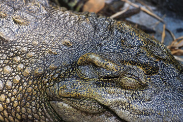 Obraz premium The crocodile emerged from the water with horrible eyes and had beautiful skin markings on its body.