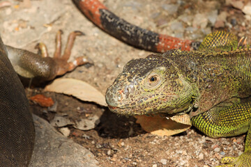 Close up of a large green iguana (Latin name Iguana iguana) defending its territory in the south...