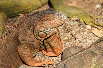 Close up of a large green iguana (Latin name Iguana iguana) defending its territory in the south Florida keys (Key West). Iguanas are not native to Florida and are considered an invasive species.