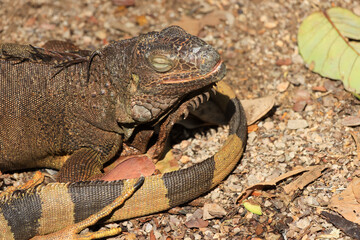 Close up of a large green iguana (Latin name Iguana iguana) defending its territory in the south Florida keys (Key West). Iguanas are not native to Florida and are considered an invasive species.