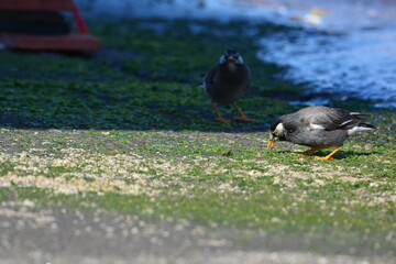 海辺のムクドリ