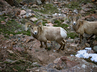 Close up view of two Bighorn Sheep standing in multiple colored rocks and snow looking directly into the camera shot from above at Rocky Mountain National Park, Colorado USA.