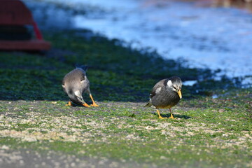 海辺のムクドリ