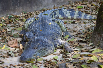 The crocodile emerged from the water with horrible eyes and had beautiful skin markings on its body.