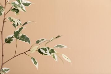 A branch of a green tropical plant ficus on a beige background with a copy space. Minimalist abstract backdrop