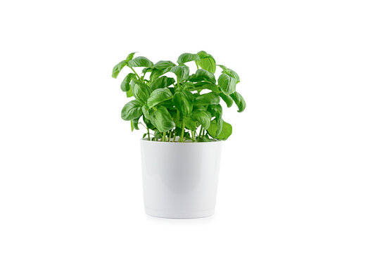 Pot with fresh green basil on white background, isolated