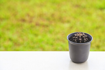Fototapeta na wymiar Gymno Bardianum cactus in black pot on table