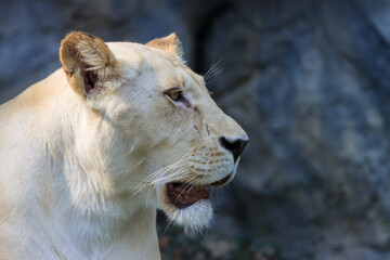 Formidable, female, white lion close-up