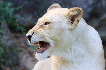 Formidable, female, white lion close-up