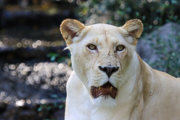 Formidable, female, white lion close-up