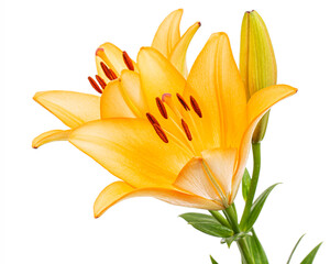 Orange flower of asian lily, isolated on white background