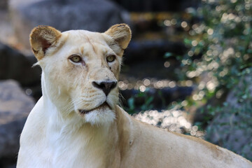 Formidable, female, white lion close-up