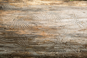 Natural wood texture with lines drawn by a bark beetle in the shape of spiders. Background, bark beetle, tree trunk