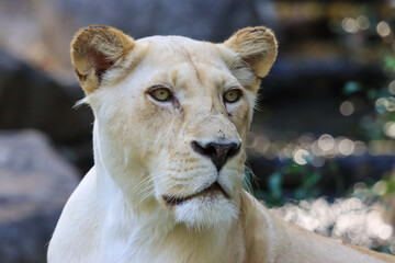 Formidable, female, white lion close-up