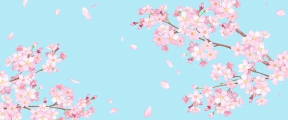 春の花：満開の桜と、散る花びらのアシンメトリー背景。水彩イラスト。 © Keiko Takamatsu