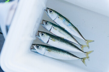 クーラボックスに入っているサバ © Metro Hopper