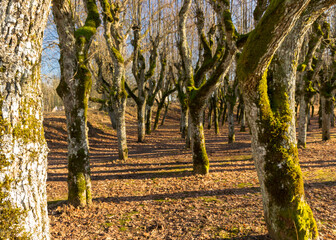 Old linden alley, Katvaru manor park, which looks so ghostly and unusual - just like from fairy...