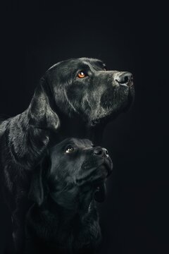 black labrador puppy and mother isolated on black background